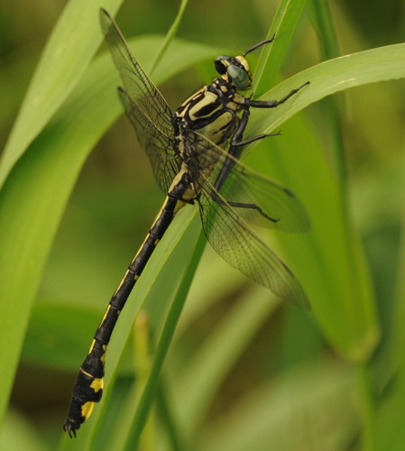 Male
2014_06_18_Rusk_WI